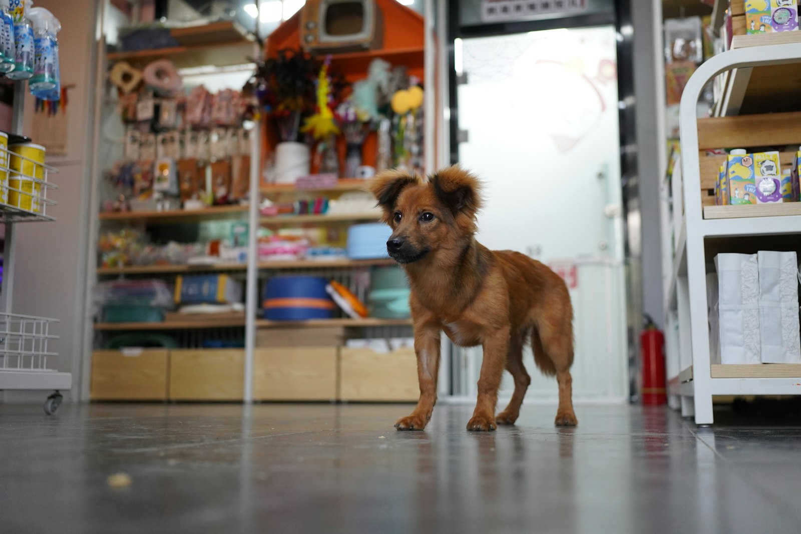 Cane in un negozio di animali